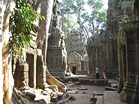 See the ancient Ta Prohm Temple covered by jungle